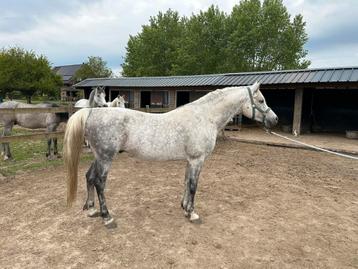 Hengst Arabier 05-06-2014 beschikbaar voor biedingen