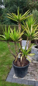 Mooie Yucca Elephanthides, Tuin en Terras, Planten | Tuinplanten, Ophalen