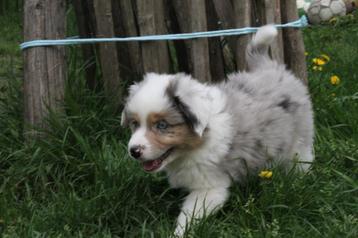Mini American (australian) shepherd - mini aussie beschikbaar voor biedingen