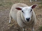 Schapen, Dieren en Toebehoren, Meerdere dieren, Schaap, 0 tot 2 jaar