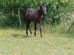 Prachtige zwarte Quarter Horse merrie, Animaux & Accessoires, Chevaux, Moins de 160 cm, Cheval western, Vermifugé, 0 à 2 ans