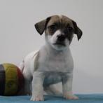 Jack Russell - pups te koop (Belgisch), Dieren en Toebehoren, België, Jack Russell Terriër, Handelaar, CDV (hondenziekte)