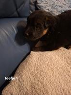 Duitseherders pupy, Particulier, Chienne, 8 à 15 semaines, Plusieurs