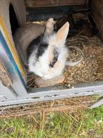 Dwerkonijn, Dieren en Toebehoren