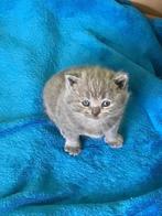 Britse korthaar kitten, Gechipt, 0 tot 2 jaar