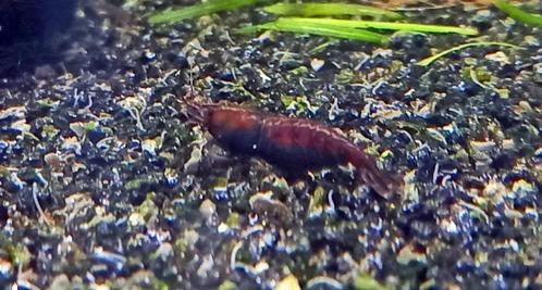 Red Onyx  garnalen (neocaridina ), Dieren en Toebehoren, Vissen | Aquariumvissen, Zoetwatervis, Kreeft, Krab of Garnaal