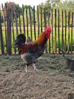 Coq bleu Marans/cuivre, Animaux & Accessoires, Poule ou poulet