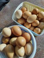 des oeufs frais bio 0,45 la piece   poule en plaine aire, Diversen, Ophalen