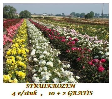 ROZENSTRUIKEN Witte,Rode,Roze,Gele,Blauwe 4€/st, 10+2 GRATIS beschikbaar voor biedingen