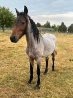 Roan Quarter x Fries jaarling, Dieren en Toebehoren, Paarden, Minder dan 160 cm, 0 tot 2 jaar, Hengst, Gechipt