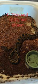 ball python 0.1 leopard het clown, Dieren en Toebehoren, Slang, Tam, 0 tot 2 jaar