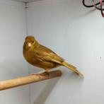 Koppel pastel kanaries, Plusieurs animaux, Canari de couleur