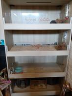 Cavia flat + 3 cavia's te koop, Dieren en Toebehoren, Meerdere dieren, Cavia, Tam