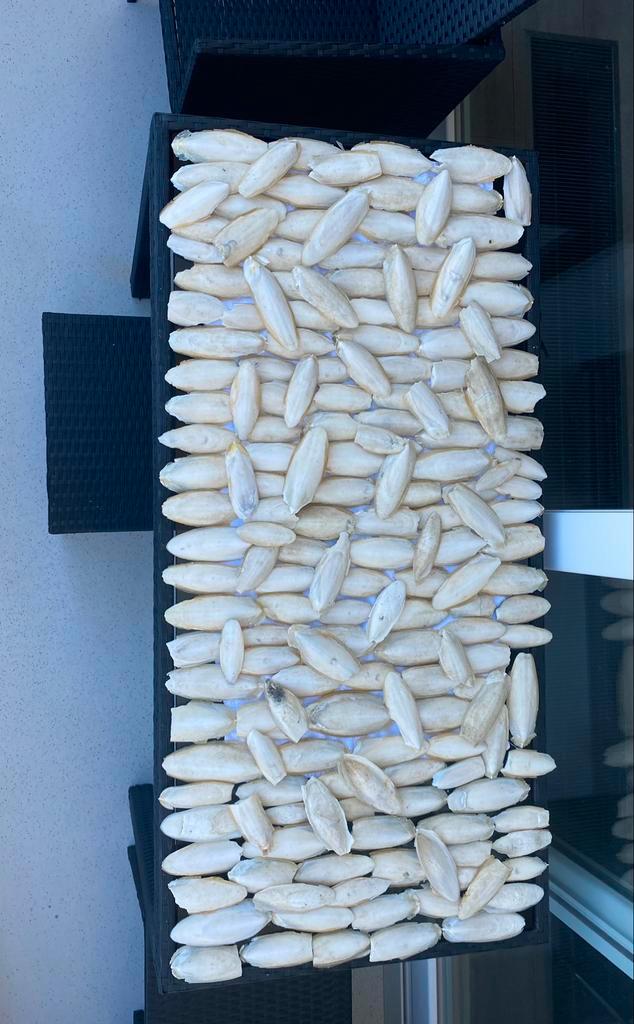 Sepia / zeeschuim (2 kg) voor vogels, aanvulling voor kalk, Dieren en Toebehoren, Vogels | Toebehoren, Nieuw, Zand en Verzorging