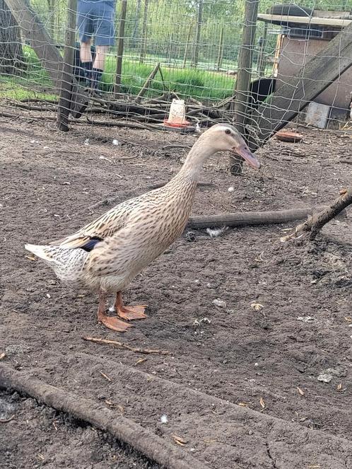 Loopeend gezocht, Dieren en Toebehoren, Pluimvee, Eend