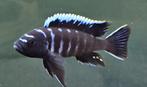 Cynothylapia ndonga deep malawi cichliden hobbykweek, Dieren en Toebehoren, Vis, Zoetwatervis