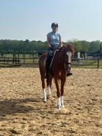 Gezocht instructrice lesgever paard, Dieren en Toebehoren, L, Ruin, 3 tot 6 jaar, Dressuurpaard