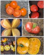 lot d'une dizaine de Pieds de tomates inédites, Annuelle, Plein soleil, Enlèvement, Plantes potagères