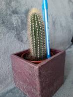 Cactus (sans le cache pot), Cactus