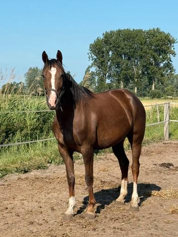 4-jarige merrie van Totilas beschikbaar voor biedingen