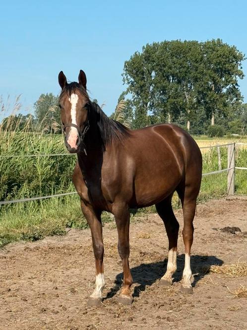 4-jarige merrie van Totilas, Dieren en Toebehoren, Paarden, Merrie, Zadelmak, 160 tot 165 cm, 3 tot 6 jaar, Dressuurpaard, Met stamboom