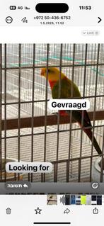 Gevraagd /Looking for the birds in the list, Dieren en Toebehoren