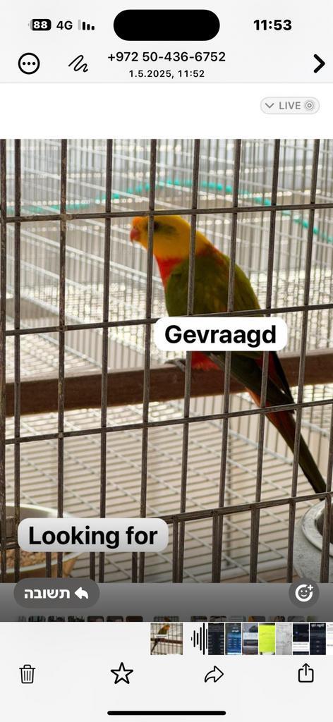 Gevraagd /Looking for the birds in the list, Dieren en Toebehoren, Vogels | Parkieten en Papegaaien