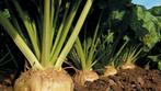Voederbieten KWS Laurena (Feedbeet), Zakelijke goederen, Landbouw | Veevoer, Ophalen of Verzenden