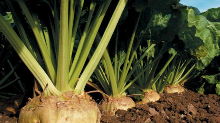 Voederbieten KWS Laurena (Feedbeet), Zakelijke goederen, Landbouw | Veevoer, Ophalen of Verzenden