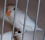 Fischeri blauw dec opaline split ino, Dieren en Toebehoren, Geringd