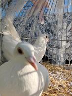 pigeon voyageur blanc, Plusieurs animaux, Pigeon voyageur