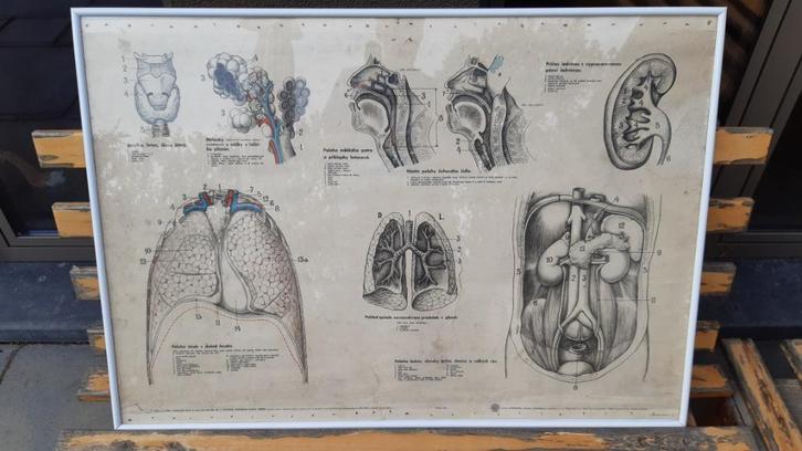 anatomische kaart, Antiek en Kunst, Curiosa en Brocante, Ophalen of Verzenden
