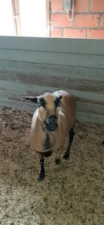 Kameroen schaap ooi, Dieren en Toebehoren, Vrouwelijk, Schaap, 0 tot 2 jaar