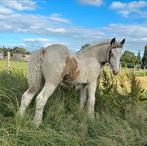 Irisch cob , tinker merrie veulen, Dieren en Toebehoren, Pony's, Hengst