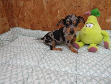 Dwergpinscher pups teefjes beschikbaar voor biedingen