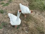Twee witte ganzen, Dieren en Toebehoren, Pluimvee, Gans of Zwaan