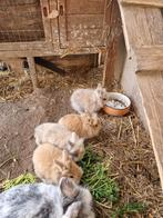 4 leeuwenkop dwergkonijntjes, Plusieurs animaux, Nain, 0 à 2 ans