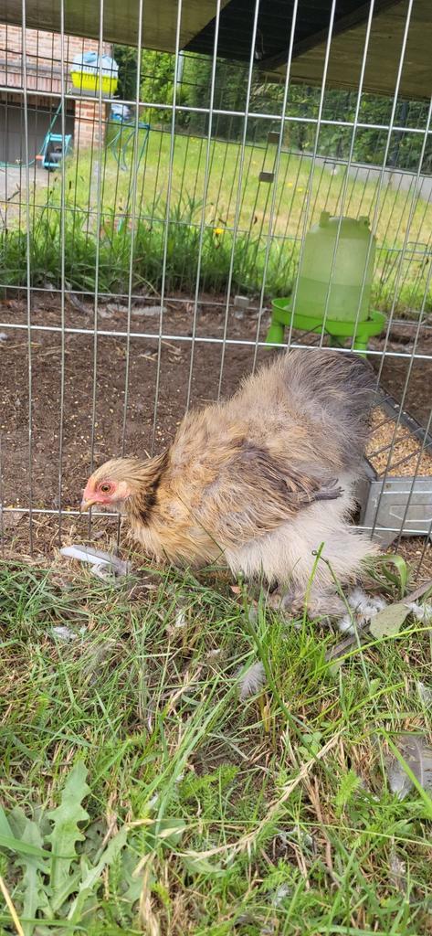 Cochin HEN bruin/wit, Dieren en Toebehoren, Pluimvee, Kip, Vrouwelijk