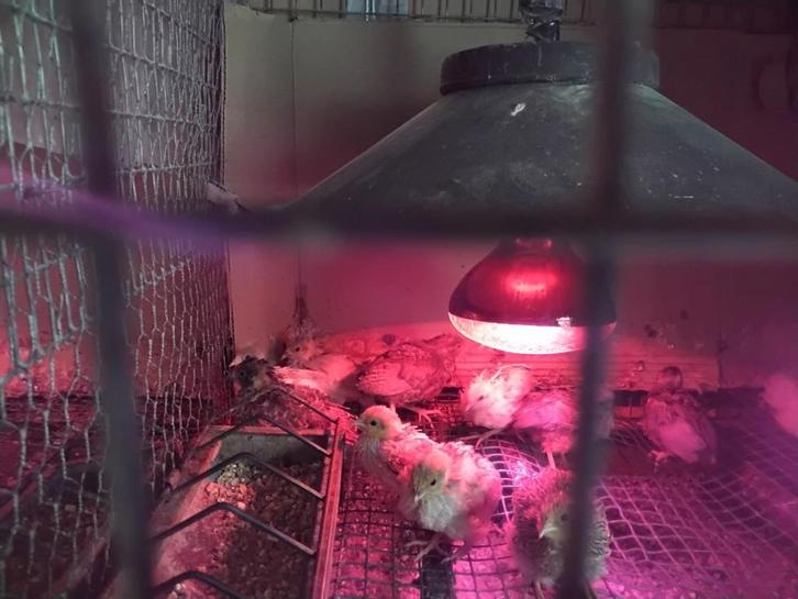 Chinese Dwergkwartels, Dieren en Toebehoren, Pluimvee