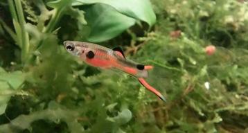 Rood Endler Guppies (Oudenburg) beschikbaar voor biedingen