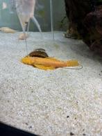 Ancistrus, Dieren en Toebehoren