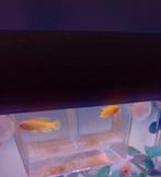 Saulosi cichliden gratis