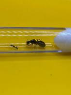 Camponotus Sylvaticus mieren koningin met 1-5 werksters, Dieren en Toebehoren, Insecten en Spinnen, Mieren