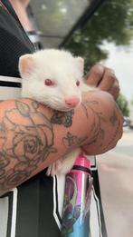 Albino fret met kooi, Dieren en Toebehoren, Ophalen, Kooi, Fret