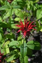 Monarda 'Jacob Cline', Tuin en Terras, Ophalen, Zomer, Vaste plant, Volle zon