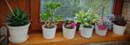 decoratieve planten (cactussen en andere), Ophalen