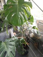 Monstera gatenplant, Huis en Inrichting, Kamerplanten, Ophalen