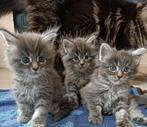 Maine Coon, Meerdere dieren, Gechipt, 0 tot 2 jaar
