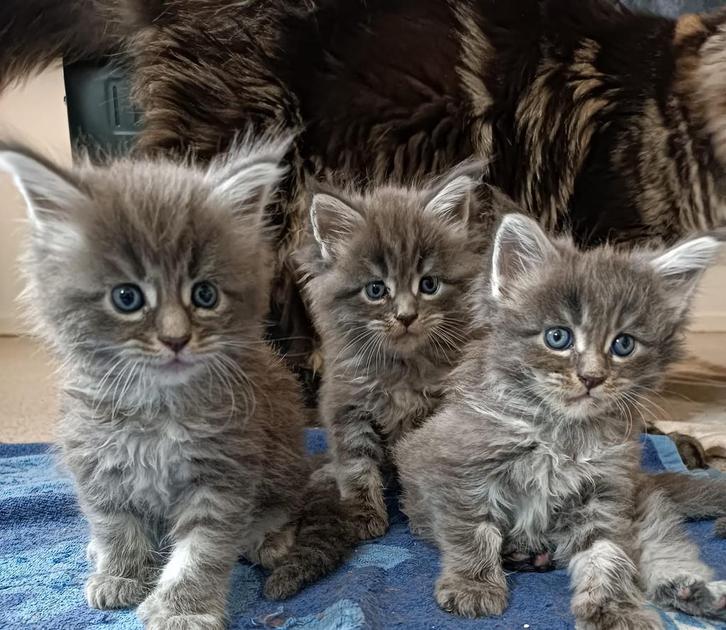 Maine Coon, Dieren en Toebehoren, Katten en Kittens | Raskatten | Langhaar, Meerdere dieren, 0 tot 2 jaar, Met stamboom, Gechipt
