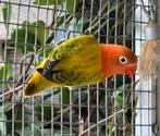 2 Opaline Euwing Fischeri Dwergpapegaai 2025, Dieren en Toebehoren, Vogels | Parkieten en Papegaaien, Geslacht onbekend, Dwergpapegaai of Agapornis